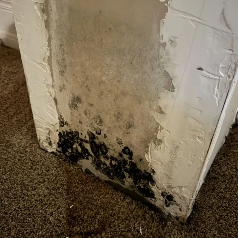 Professional Mold Removal in Montgomery County, AL